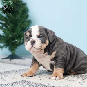 DODGE, English Bulldog Puppy